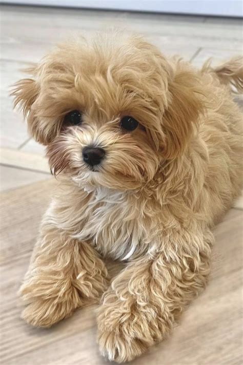 maltipoo photos|what do maltipoos look like.